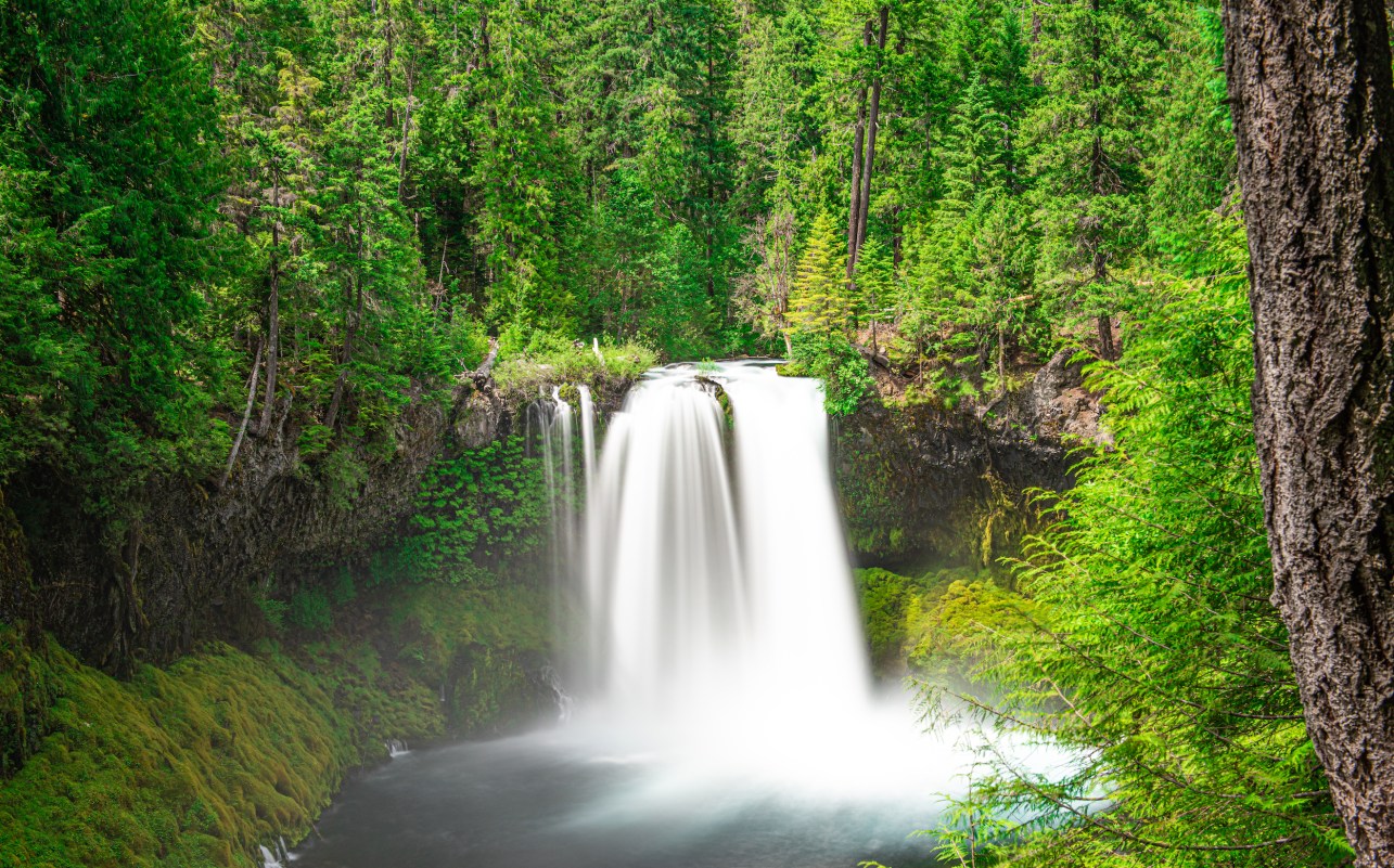 How I Accidentally Caught a Marriage Proposal on Camera in Oregon's Willamette National Forest