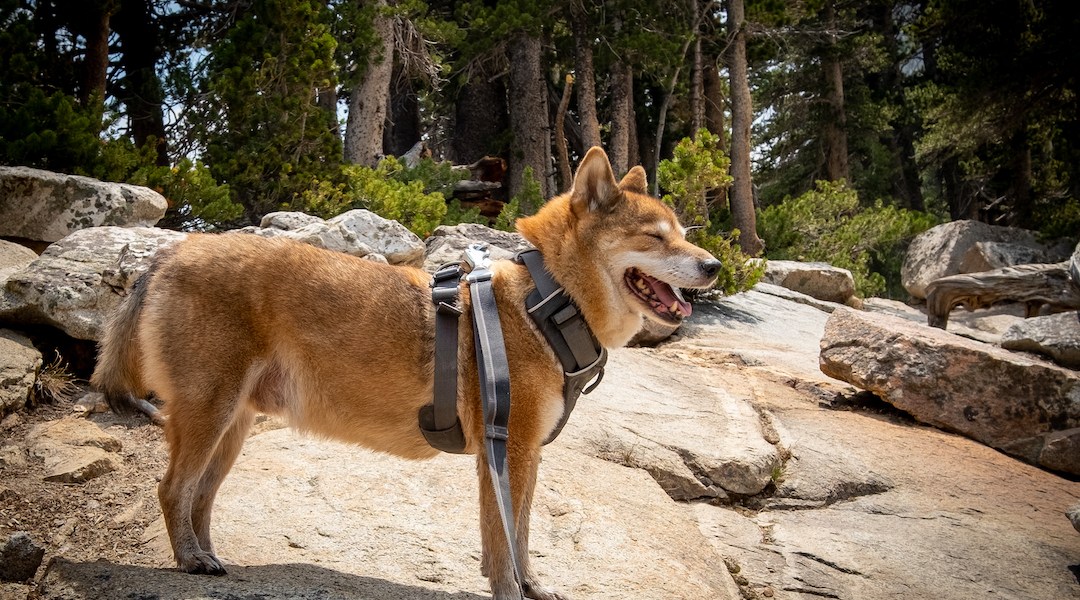 Shiba inu hiking in Mammoth Lakes at Crystal Lake