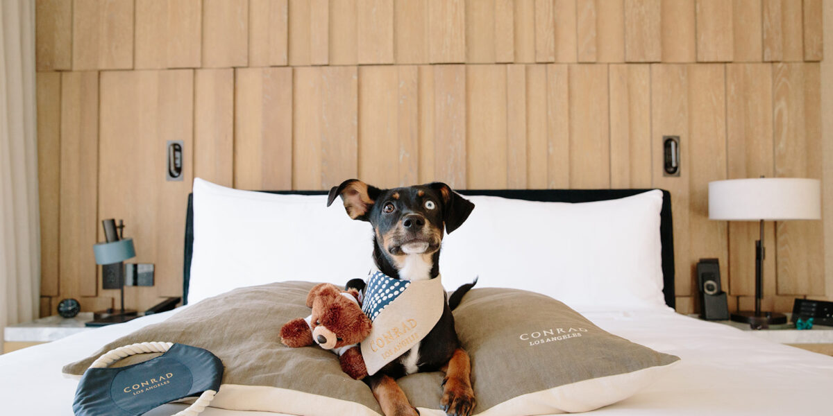 These Are the Best Pet-Friendly Hotels in the West with Amazing