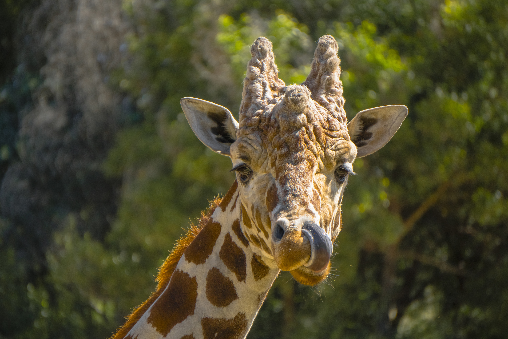 OaklandZoo_Giraffe_02.jpg.jpg