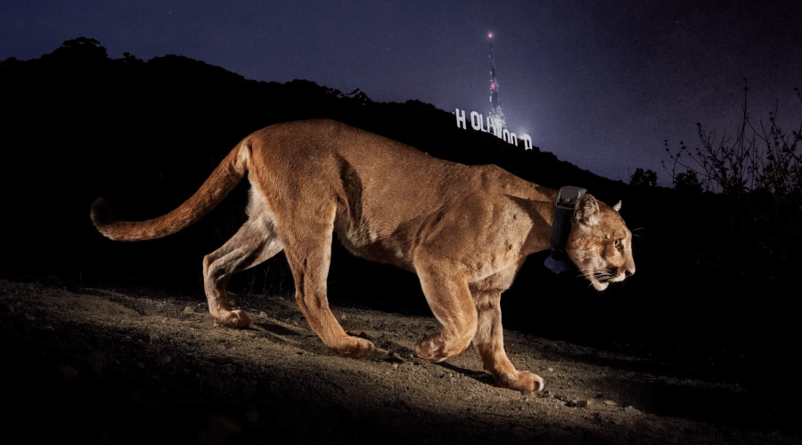 What's Next for California Cougars After the Death of Legendary P-22?