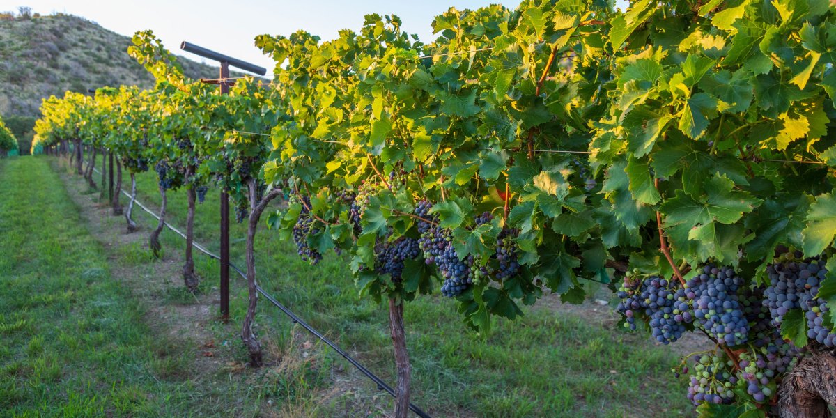 Page Spring Cellars Vineyards