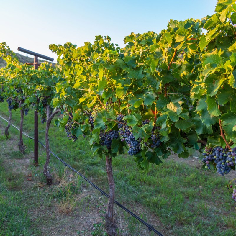 These Under-the-Radar Wine Regions Deserve a Visit