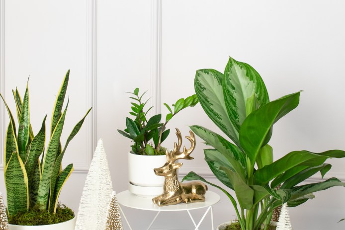 Plant Lover Gift Guide