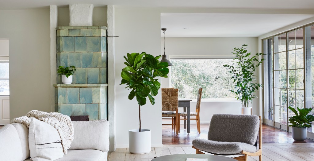 Indulge in a Luxurious Spa Day...for Your Houseplants