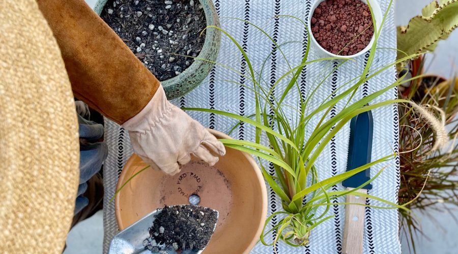How to Propagate a Ponytail Palm—and Why They Make Great Houseplants, Too