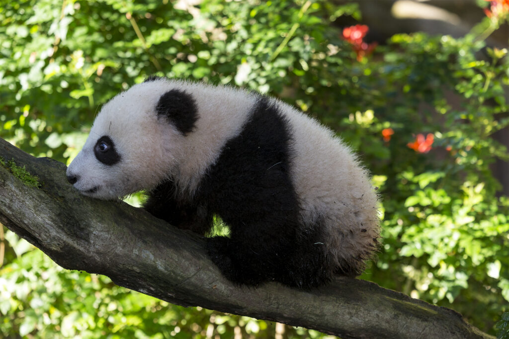 San Diego Zoo Wildlife Alliance Giant Panda Xiao Liwu