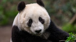 San Diego Zoo Wildlife Alliance Giant Panda