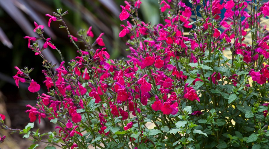 Plants You Can Grow Between Seasons