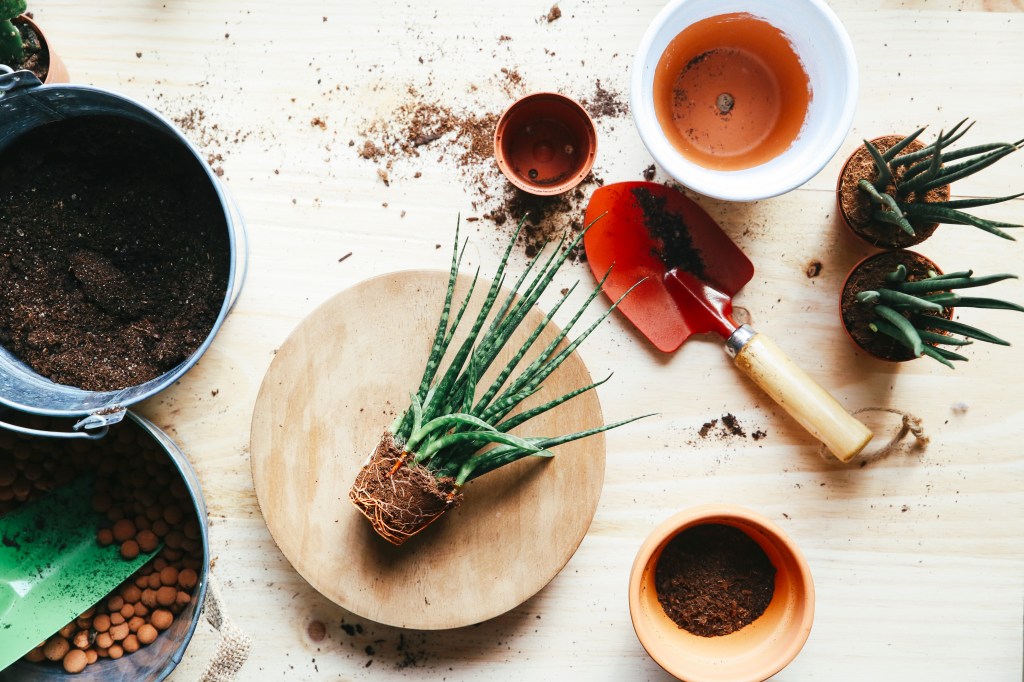 How to Pot Up Snake Plant Pups