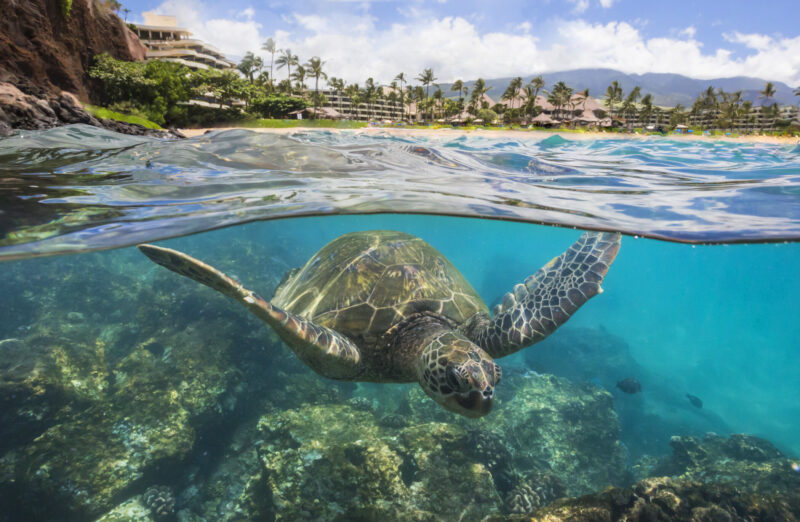 Sheraton Maui Resort & Spa