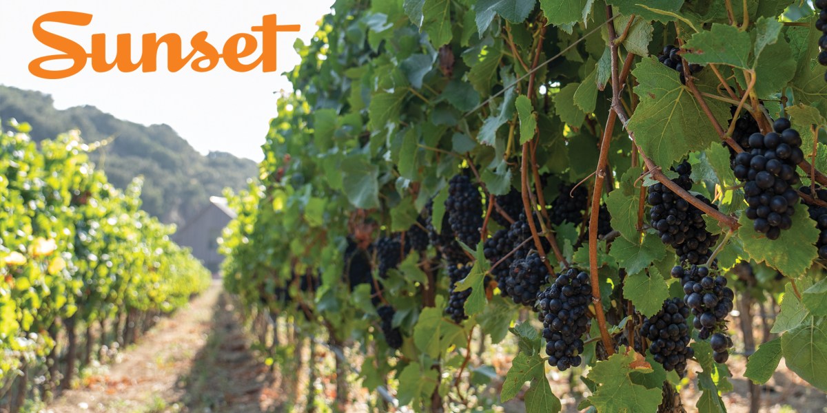 Sunset Wine Guide 2020 Cover Image Vineyard