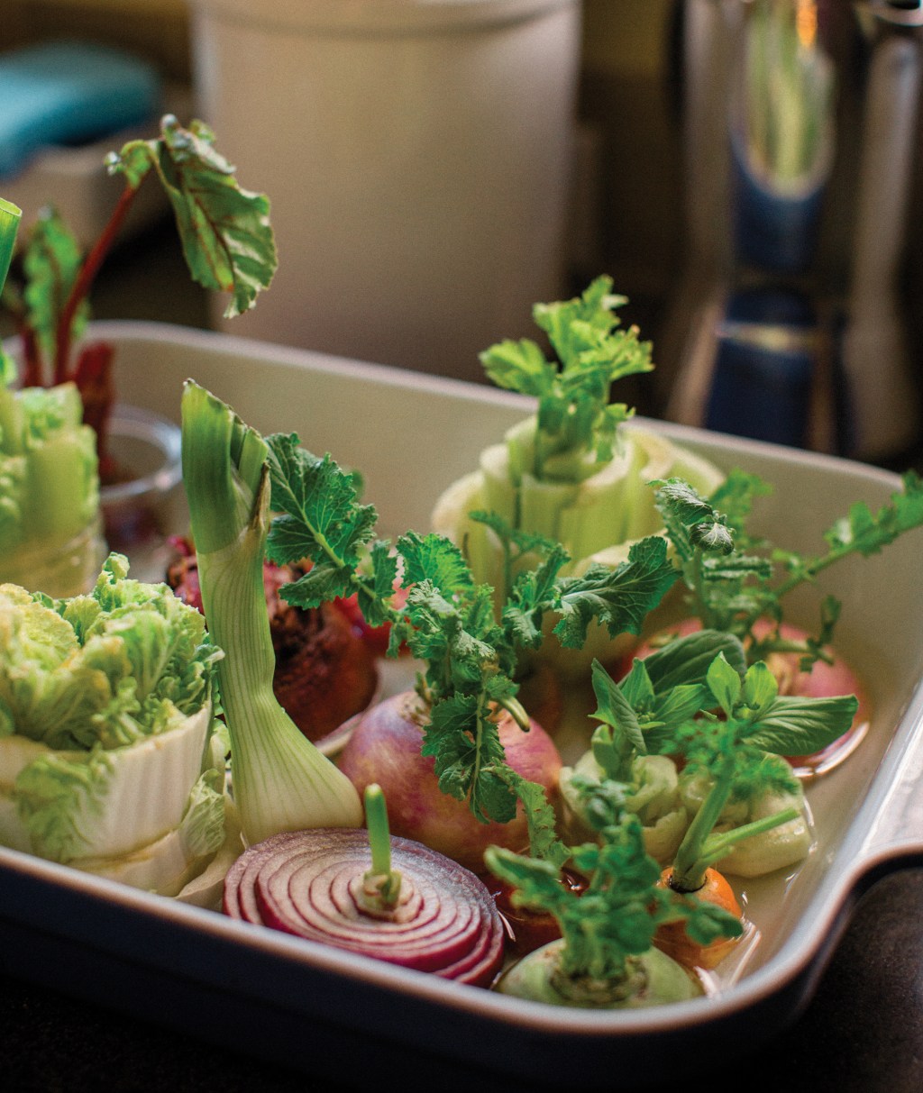 Grow Leftover Veggies and Food Scraps Again—Right in Your Kitchen