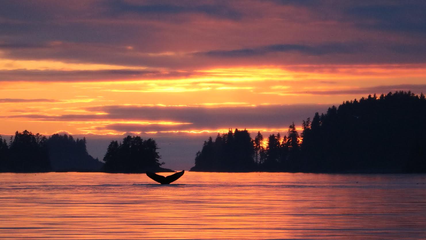 Whale Tutka Bay-Ingrid Kottman (1).jpg