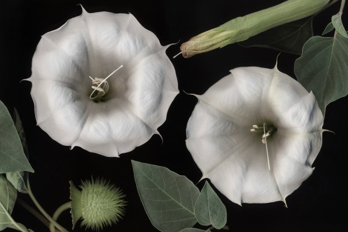 Plant a Witchy Moon Garden for Halloween