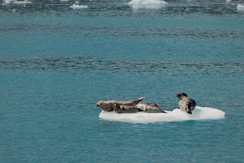 Stan Stephens Glacier & Wildlife Cruises