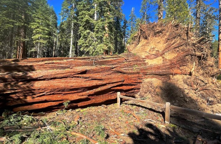 Yosemite's Sequoia Grove Reopens After Damage Caused by Historic Storm
