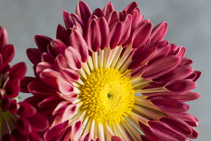 Chrysanthemums (Pompons): The Humble Flower with a Hidden Secret! -  FloraLife