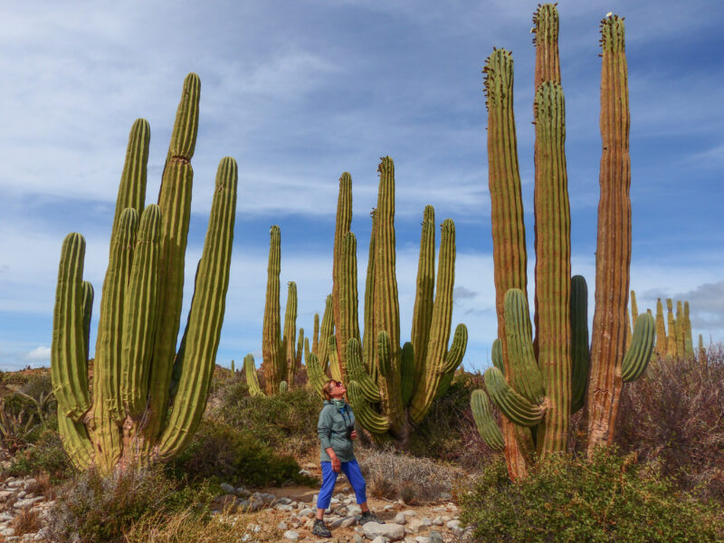 AdventureSmith Explorations – Island Hopping in Baja’s Sea of Cortez