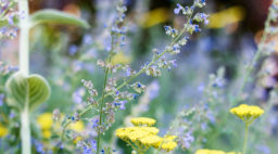 Water-Wise Flowers to Plant - Sunset Magazine