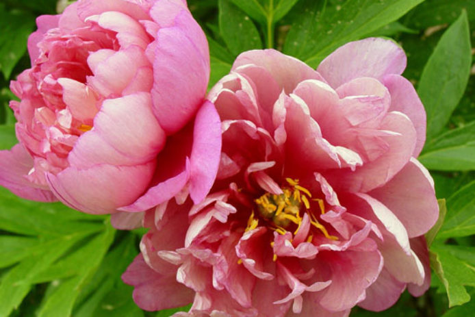 light pink peony with yellow center