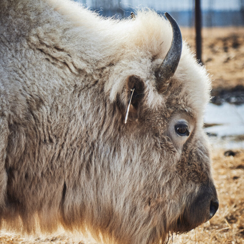 Métis Crossing White Bison