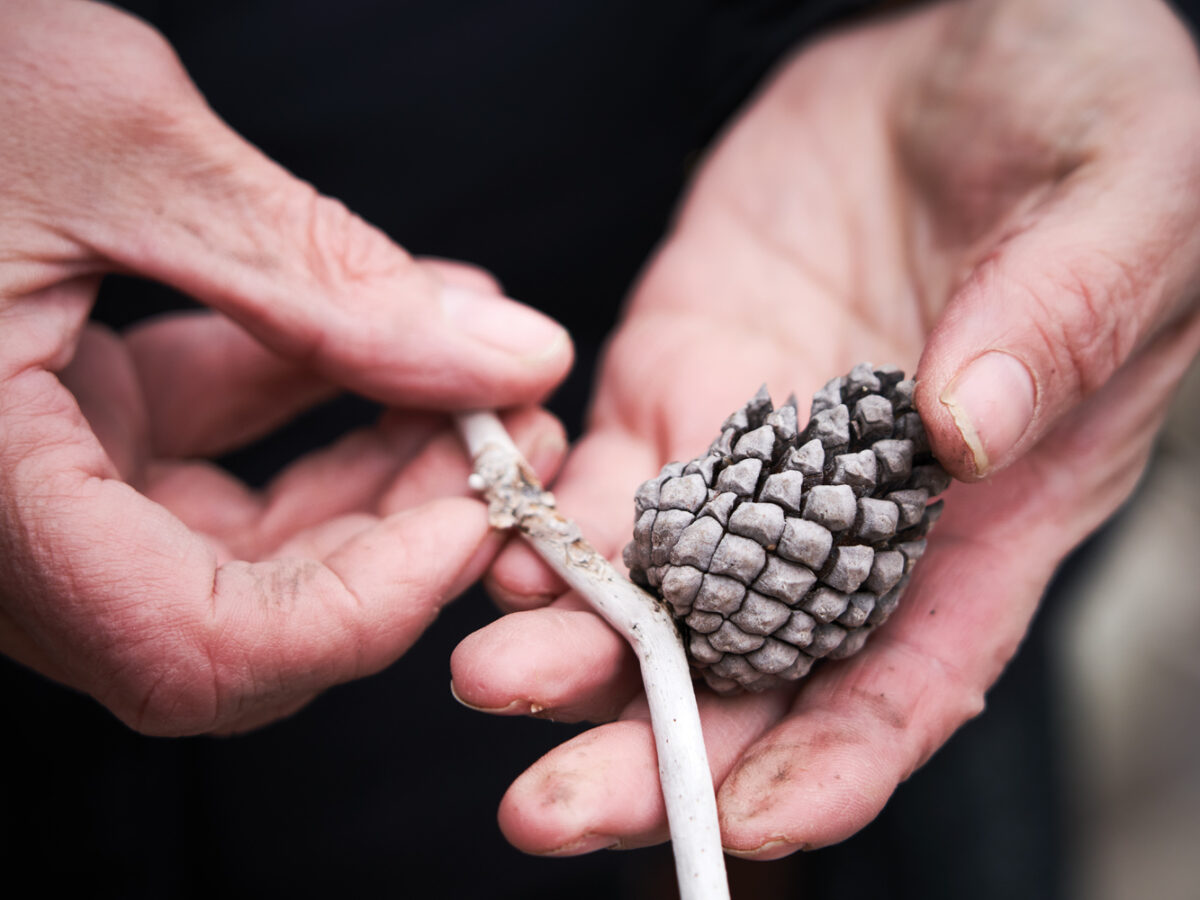 Plant Walk Pinecones