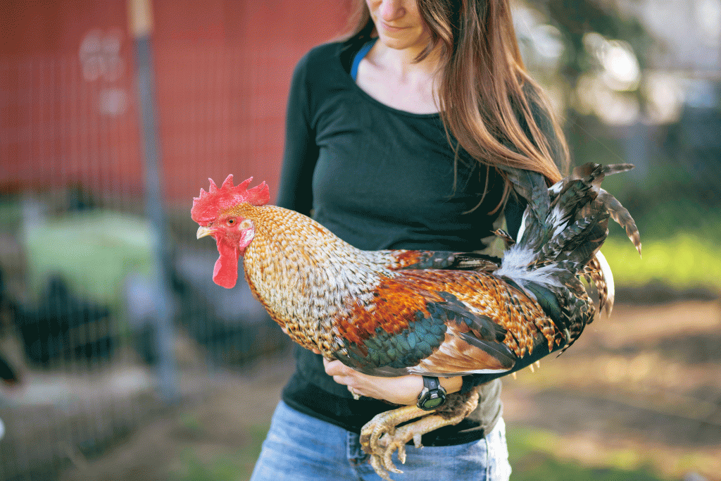 Why Chickens Should Be Your Next Pet