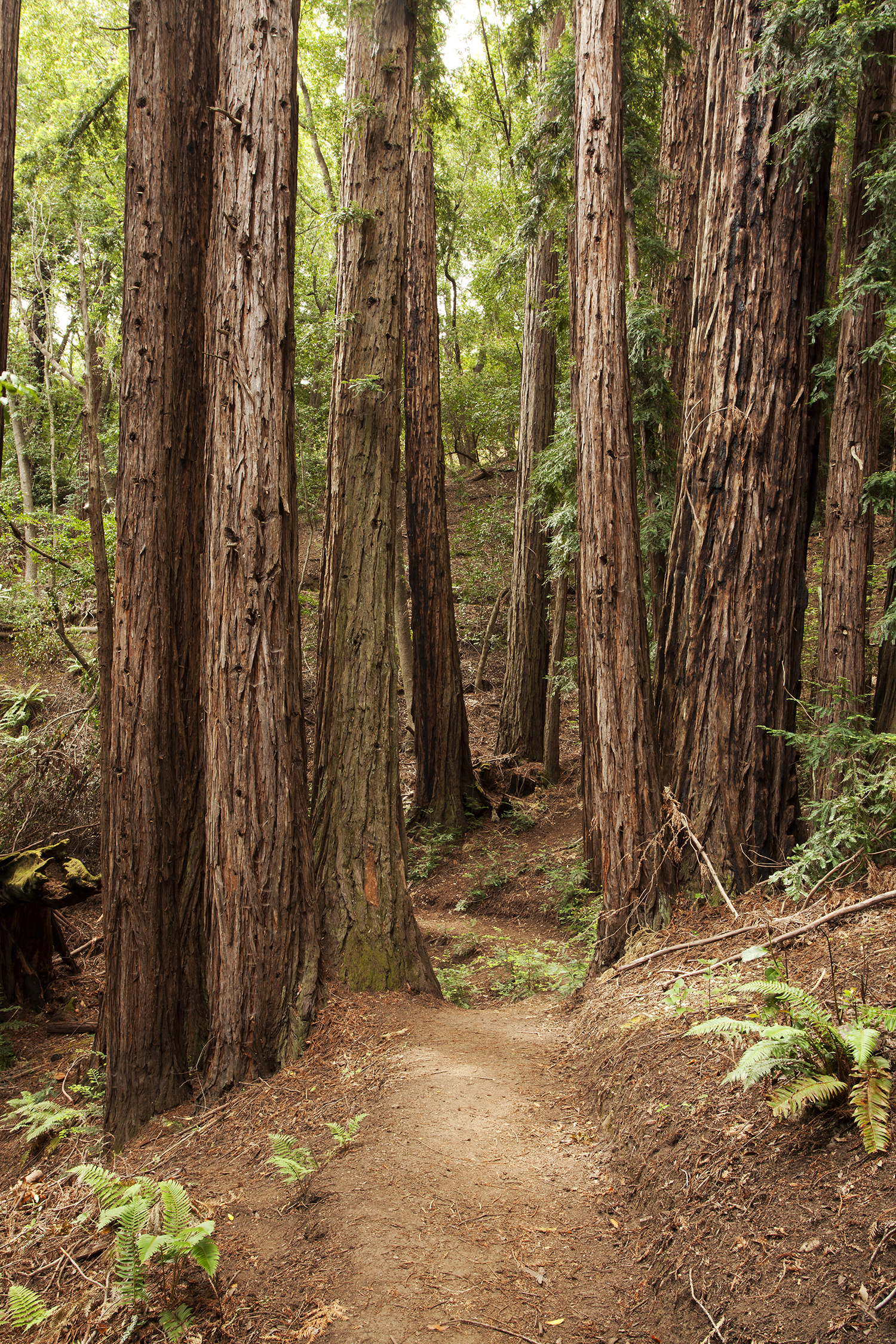 Alila Ventana Big Sur Trees