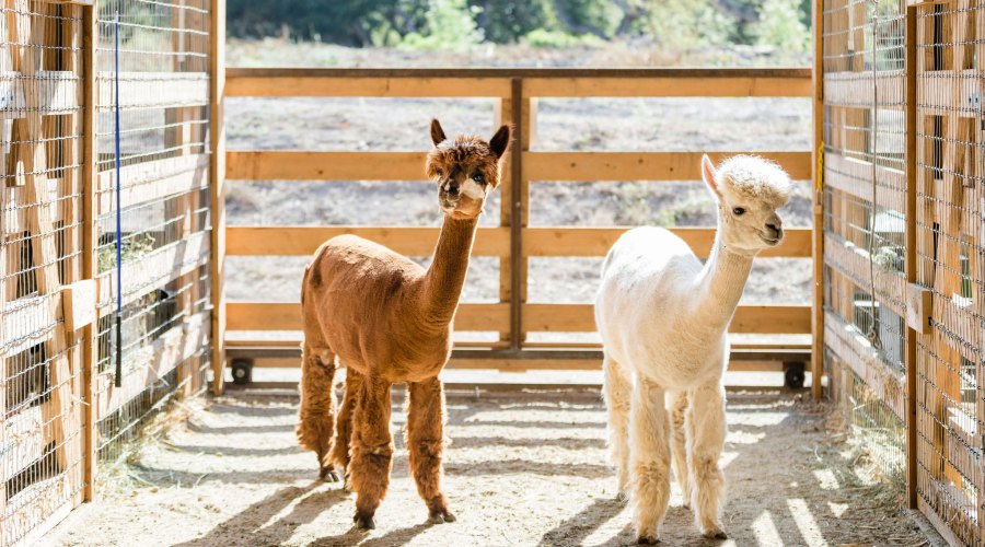 Are Animal-Focused Activities the Next Big Travel Trend?