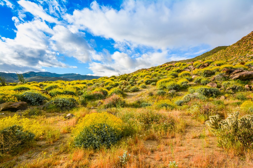 California's Rainy Winter Likely Means a Wildflower 'Super Bloom' Is Coming