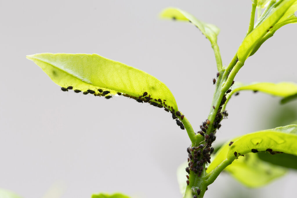 Aphids in a Tree