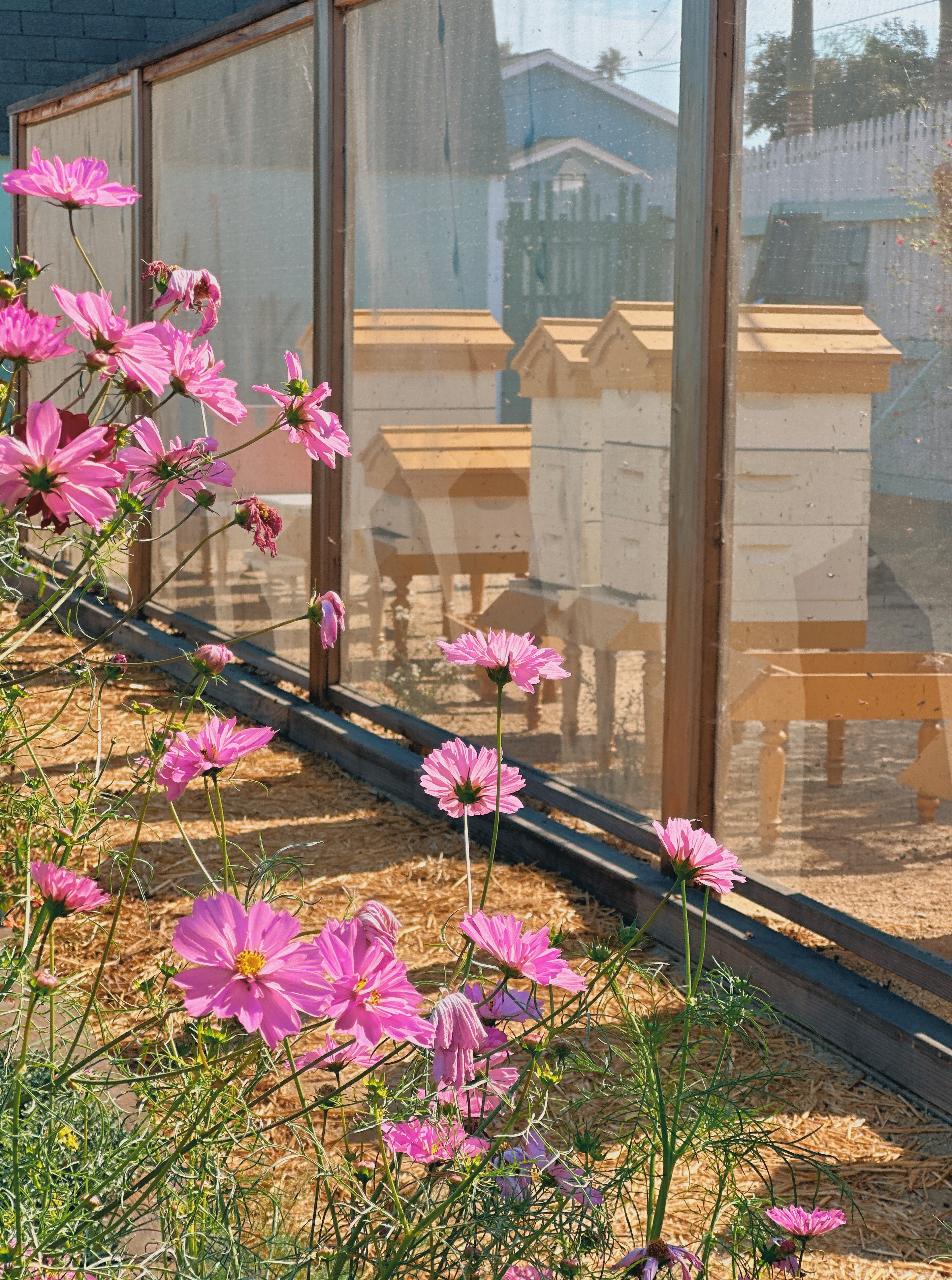 Apiary Flight Screen Bee Fence with Cosmos