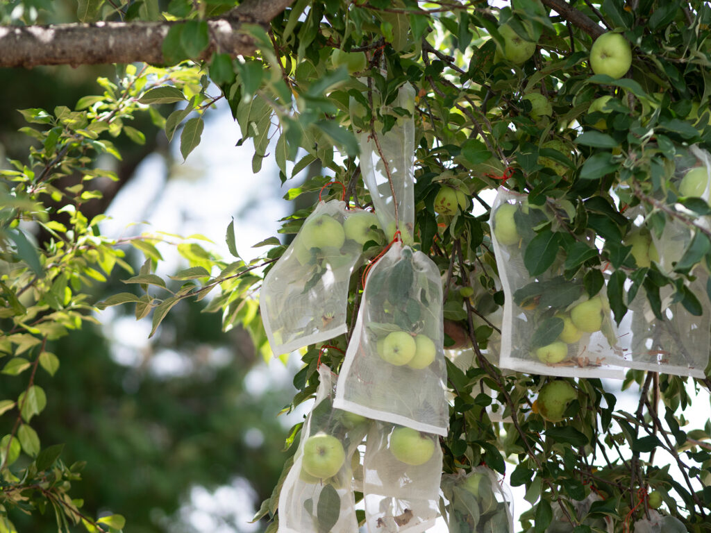 Apple Tree Protection