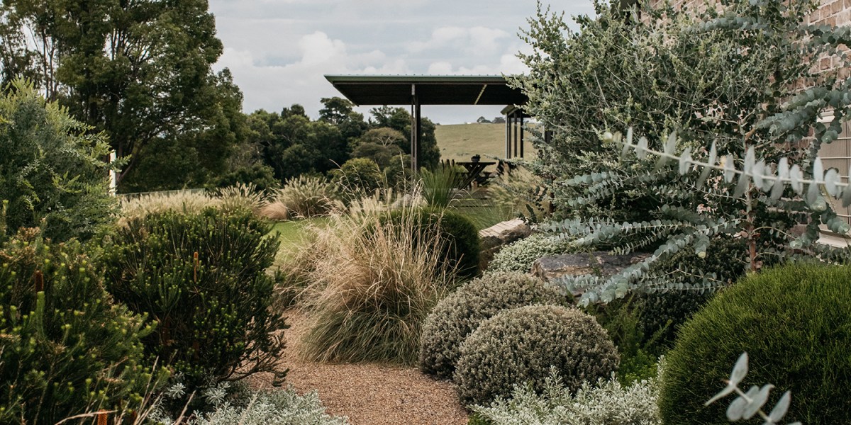 Australian Native Plants Fig Landscapes