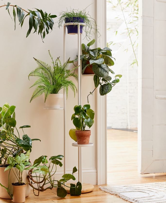 window plant stands indoor