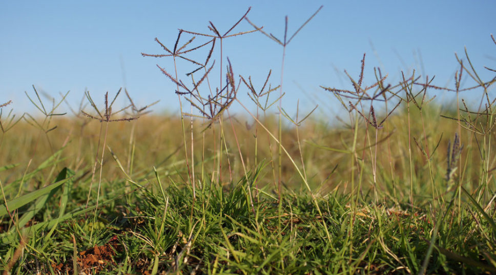 How to Lose Your Bermuda Grass