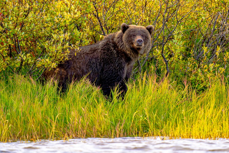 Tordrillo Mountain Lodge