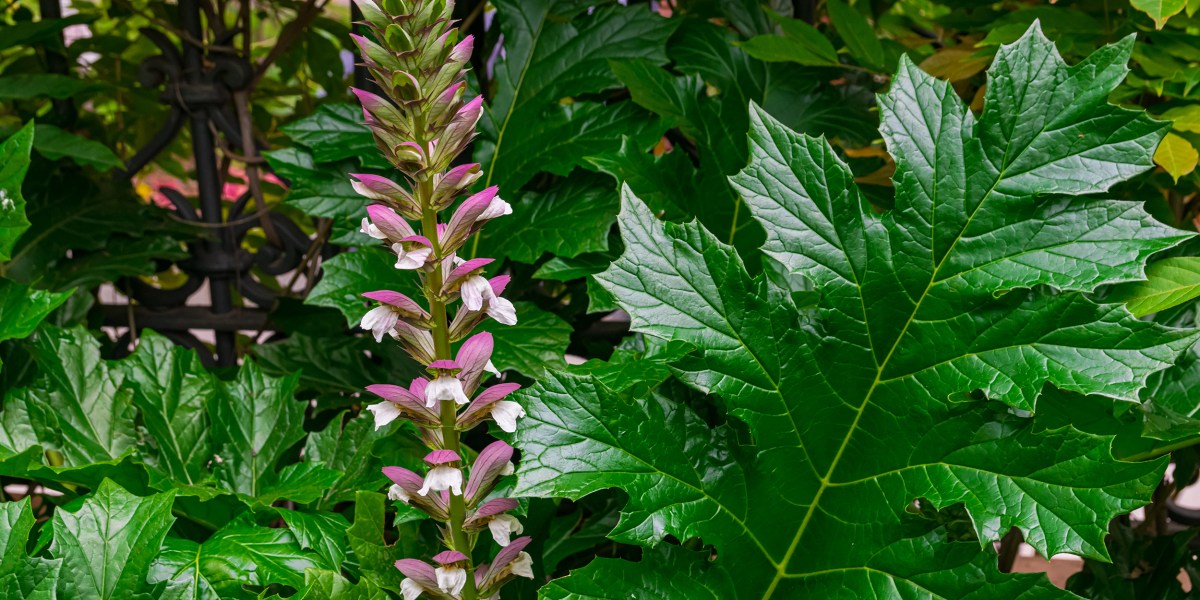 bear's breeches or Acanthus mollis flower