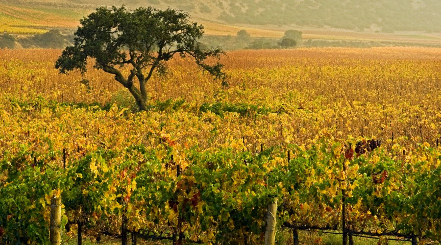 montereys-river-road-wine-trail