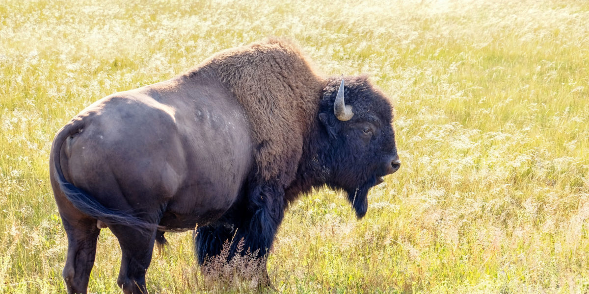 National Parks Wildlife Safari