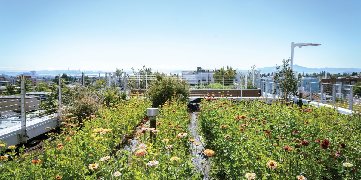 Rooftop Garden with San Francisco Skyline