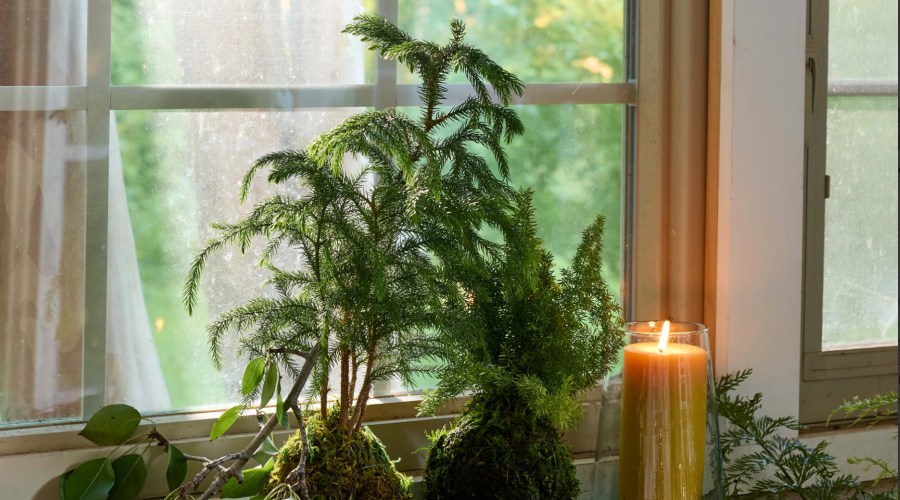 Botanical Holiday Decor Is Trending. Here Are 6 Ideas You Can Repurpose into the New Year.