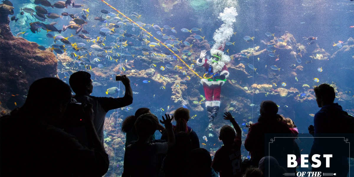 Academy of Sciences Scuba Santa