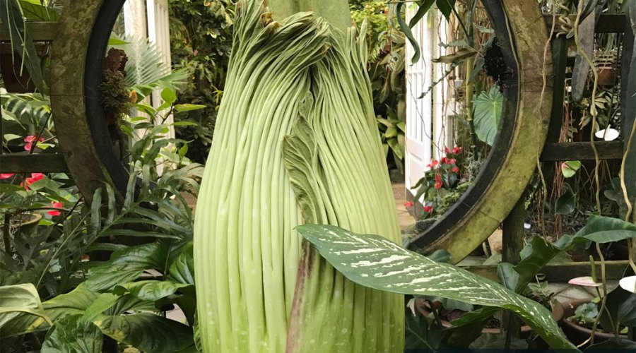 Sniff This Flower (If You Dare), Spot That Wolf, and 5 More Things to See & Do This Week