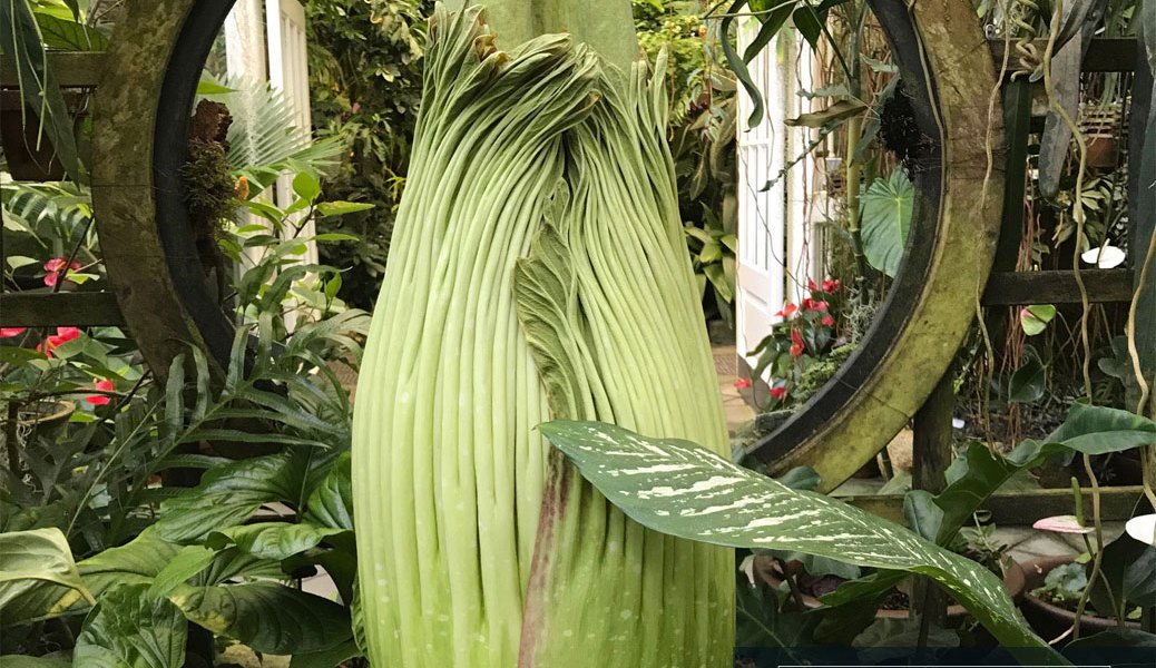 Corpse Flower