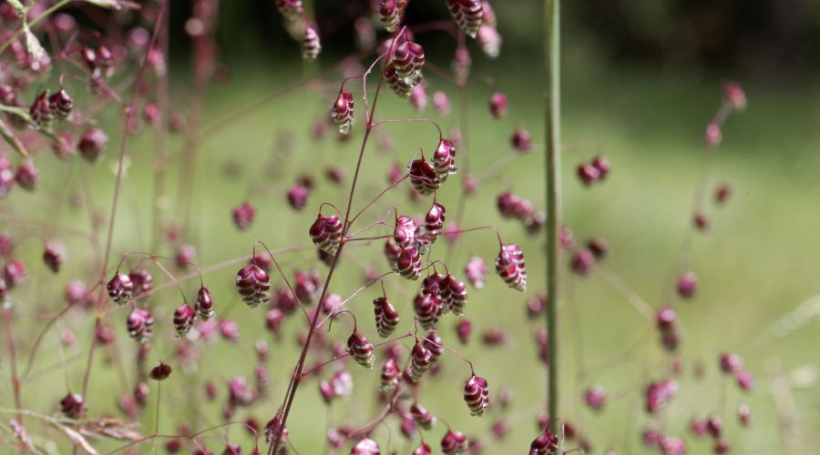 common-quaking-grass-briza-media