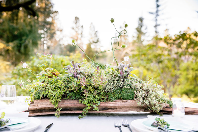 Herb Centerpiece