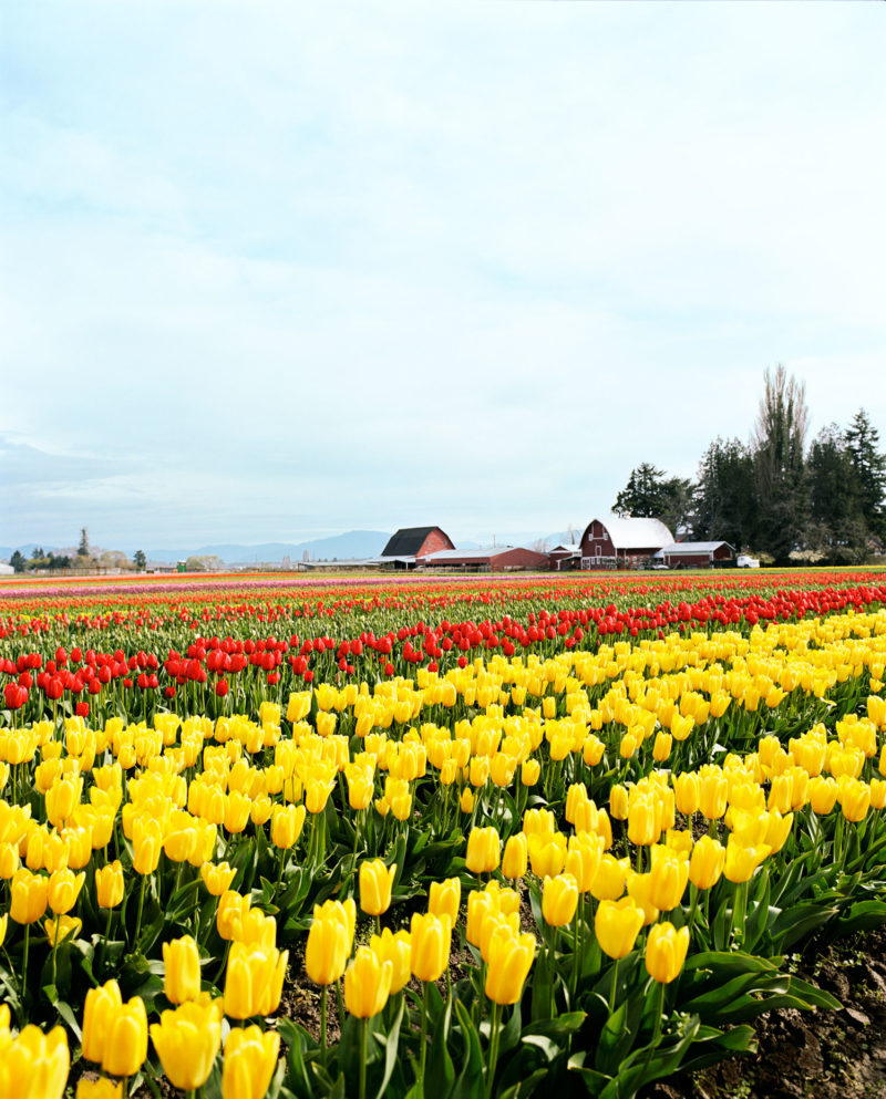 Take in Tulip Season in Skagit Valley, Washington - Sunset Magazine