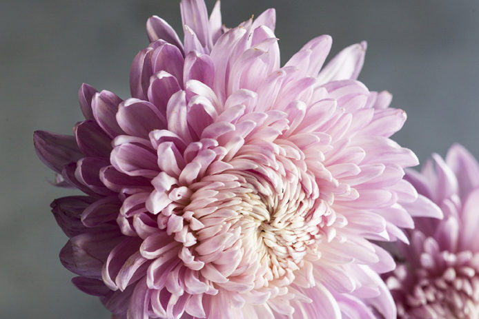 Chrysanthemum: Elegant, Symbolic Flowers for Autumn Bouquets - Sunset